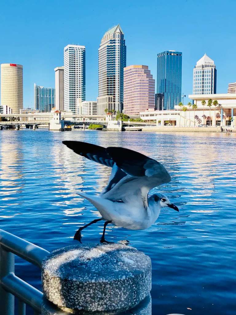 Una gaviota se posa en la baranda del Tampa Riverwalk, con los edificios del centro al otro lado del río